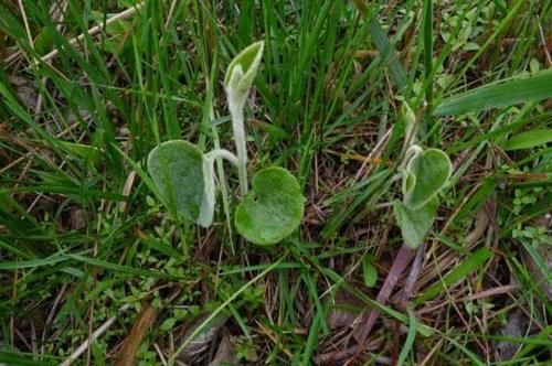 路旁这杂草，如今才知道它价值3元一斤，若除掉它，请勿扔掉