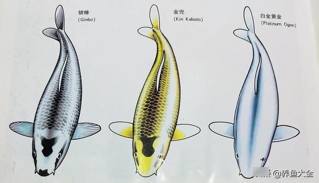  品种|锦鲤5大品种介绍