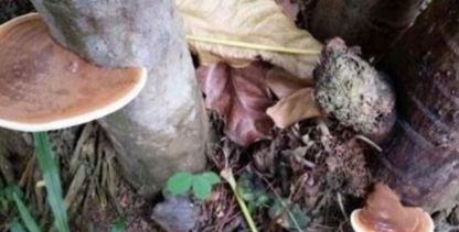  灵芝@农村大山里常见的这种“假灵芝”，对农民来说比仙草还厉害