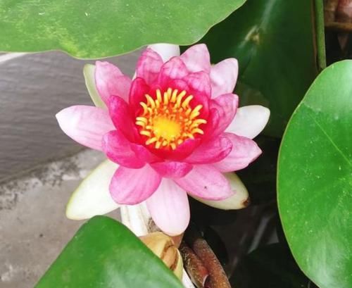  [家养]家养此款花卉，开花勤爱爆盆，花朵硕大花期长，一开就是300天