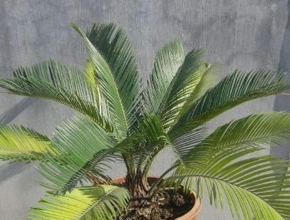  [铁树]有根铁树,叶子剪掉移栽后要全阳养护吗?