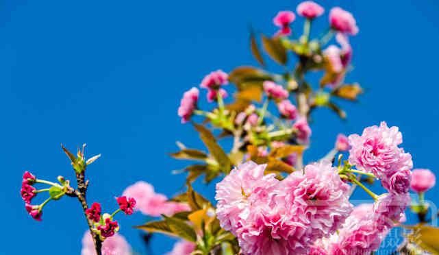  『樱花』遇见樱花盛开的美丽，春天里娇艳迷人的花朵