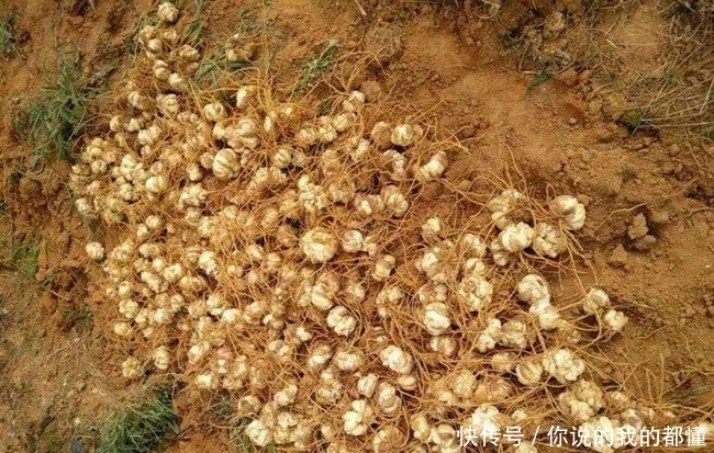 农民与时俱进，根据市场需求种植它，11元每斤，年入20多万