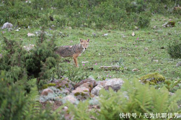 首次发现亚洲胡狼，喜马拉雅山脉可能存在更多未知生物