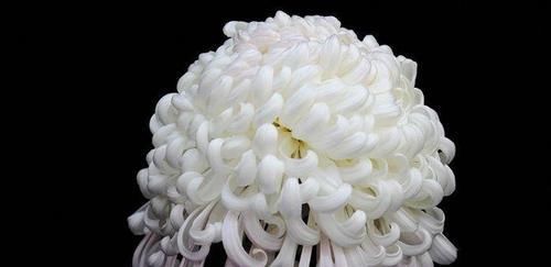  『美轮美奂』喜欢菊花，就养盆“珍稀名菊”祥云缀宇，色艳鲜丽美轮美奂