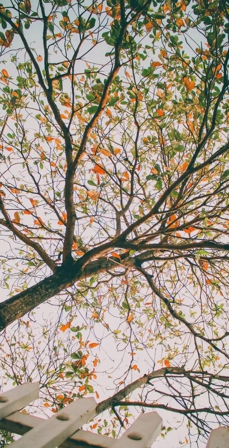  [好久不见]全面屏壁纸·聊天背景图·美文诗：待到春暖花开，说声“好久不见”