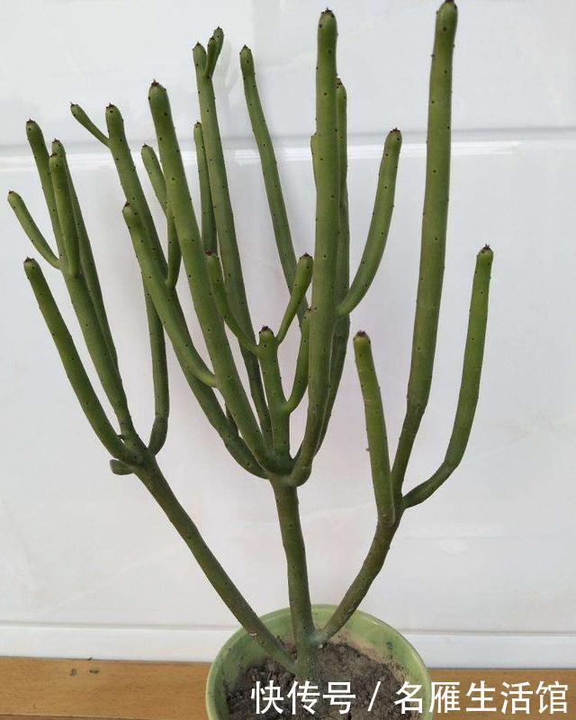  『叶子』一种多肉光秃秃的枝干，却不急着不开花，太阳晒晒通体发亮，美