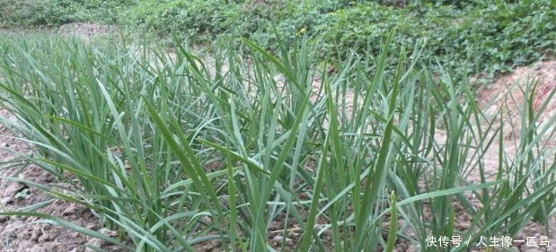农村大爷每年种植上万斤韭菜，自己家里却从来不吃韭菜，为什么