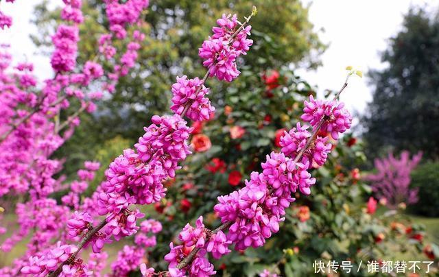 高度@阳台别瞎养花,这样巧搭配,美出新高度,美色不浪费