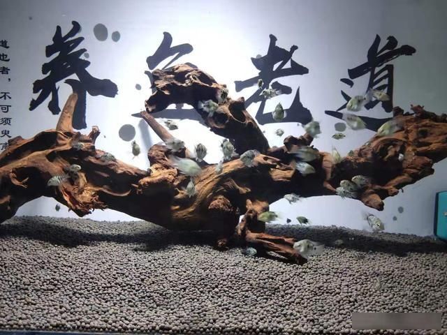  鱼缸@鱼缸里接二连三死鱼，不是让你继续养下去，是时候按下暂停健了