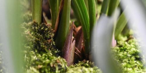  「高温」兰花盆里的苔藓需要去掉吗？说兰花盆面不能铺苔藓的都是小气鬼