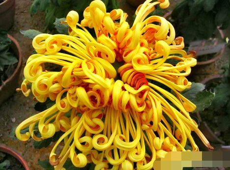 「中华」喜欢菊花,不如养盆“菊中精品”中华溢彩,灵动飘逸,流光溢彩!