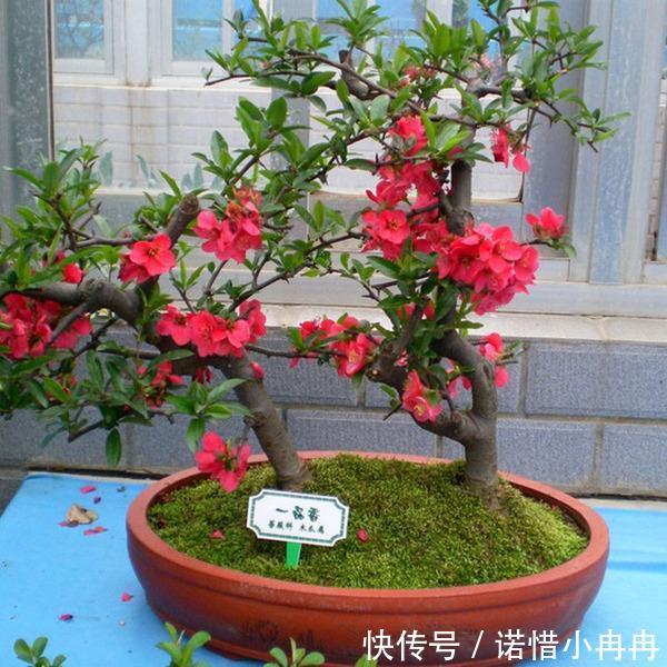 我国最美盆栽花，比蟹爪兰好养，一年花开一百天，花开艳丽赛牡丹