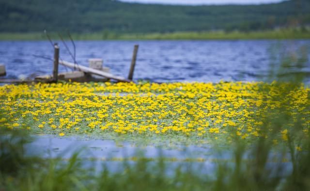 大兴安岭面积最大的湿地公园，长满荇菜，再现《诗经》诗意画面