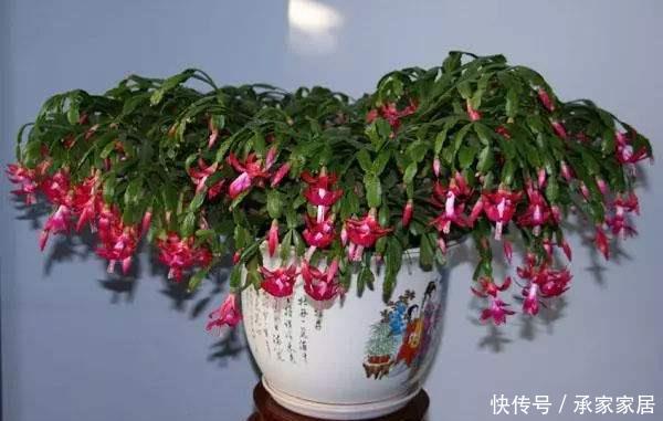  『开爆』种植蟹爪兰有讲究，学会这几个小技巧，轻轻松松开爆盆