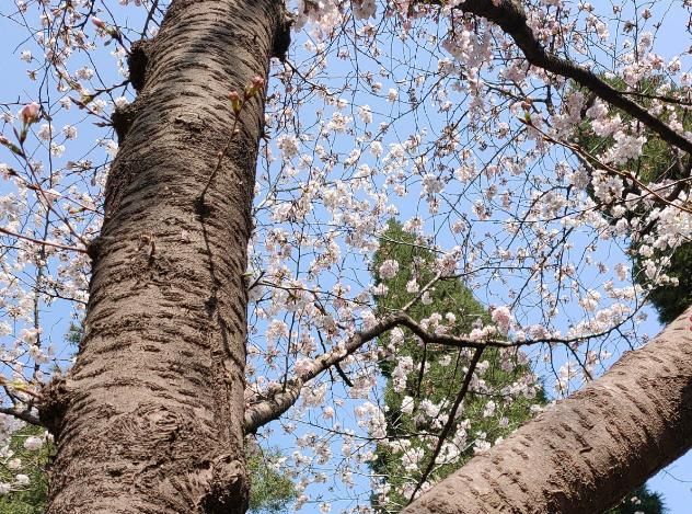  【红叶李】这6种植物，一到春天满树繁花，路过花瓣都能落头上！