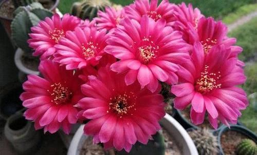  「仙人球开花」仙人球喂点“羊屎豆”，360度开花，下了10个蛋，盆盆饱满可爱