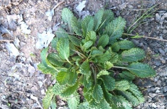 农民看到就拔的“丑草”，城里人拿它泡茶、炒蛋，一年能卖3万多