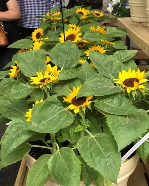  「矮化」这花围着太阳转，越热越晒越爆盆，矮化向日葵，阳台盆栽就很美