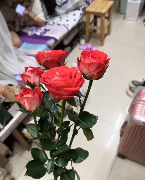 『光照』除了玫瑰,最受情侣欢迎的花是什么?不再为选花发愁