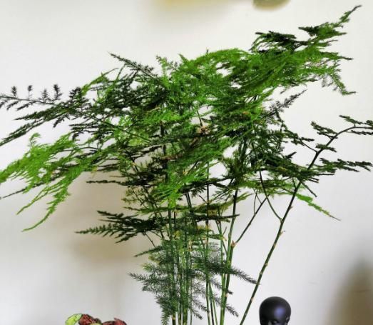  「家里」家里有这3种花，每月都要剪一刀，黄叶全消失！