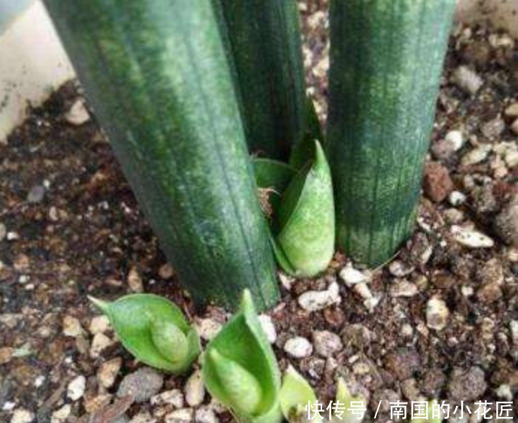 #旺盛#养虎皮兰,经常施2种“有机肥”,盆土松软,长势旺盛