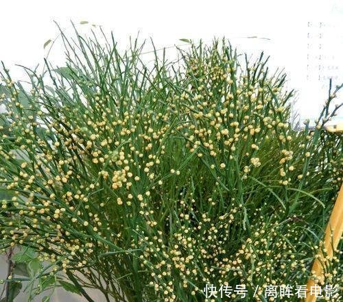  【蕨类植物】蕨类植物｜松叶蕨是不是濒危物种如何栽培养护