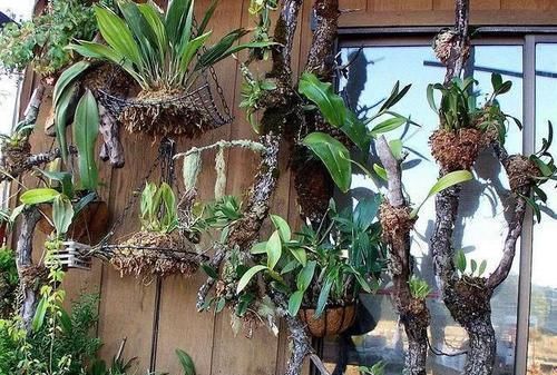  「成比」附生在枯木上的积水凤梨，改造成比盆景还美的植物景观