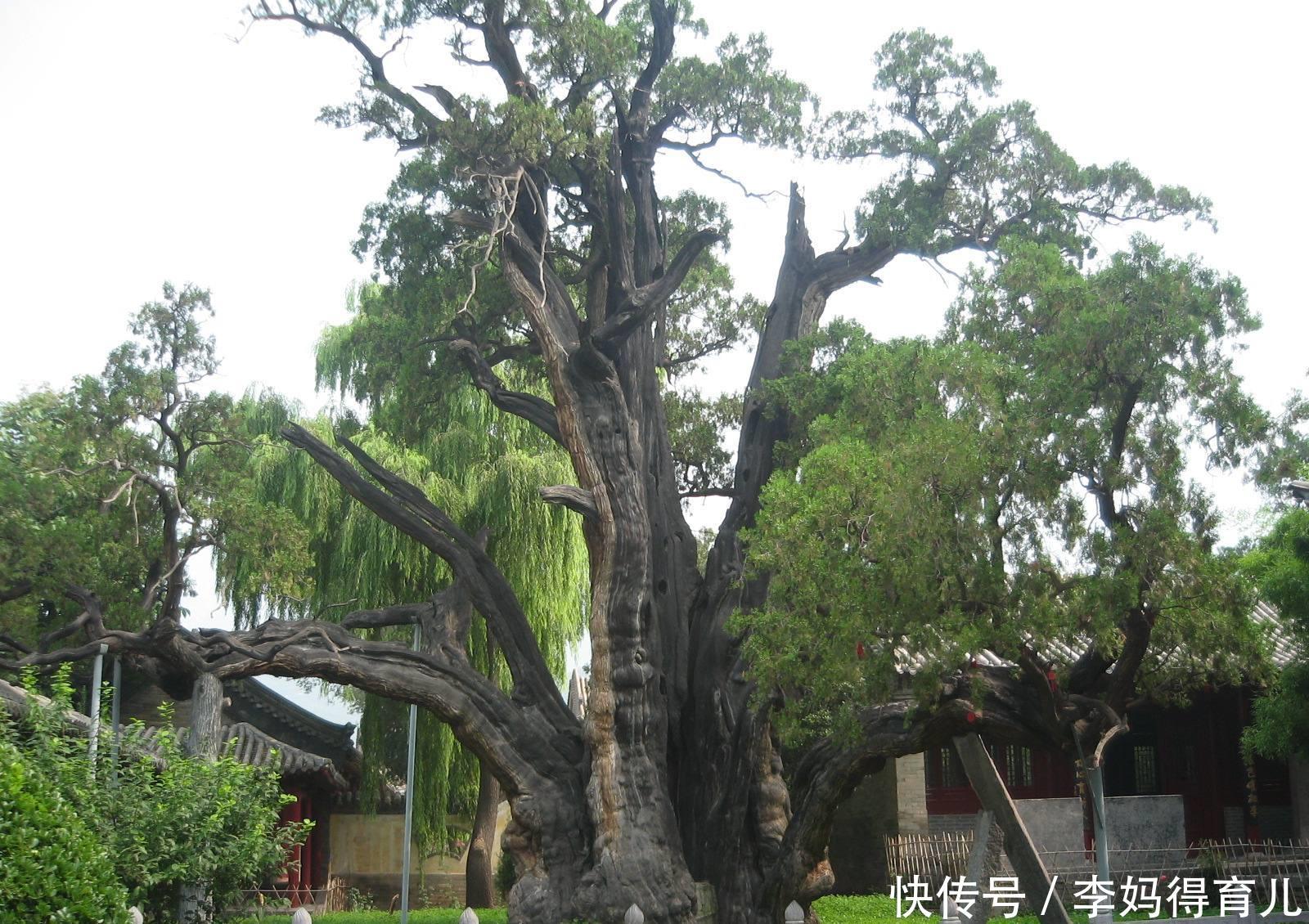 中国千年古树有多少棵?你游历过几颗呢?五大古树名木为你推荐