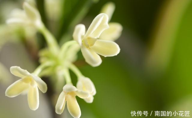 小事|给桂花换盆有“诀窍”，做对这几件“小事”，不落叶不枯叶长势好