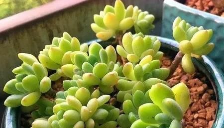  【品种】有香味的多肉有哪些品种?蓝豆，凝脂莲，春萌可多了