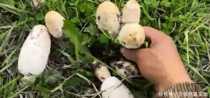 这种野味叫“毛头鬼伞”，农村多到采不完，城里一斤50元不多见