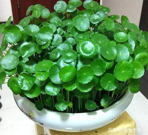  [喝水]原来4种花，都是喝水的，成桶成桶的喝，开花贼鲜艳