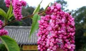  「种子」最漂亮的“狗尾巴”花，花色红艳，一开花到9月，撒把种子长一片