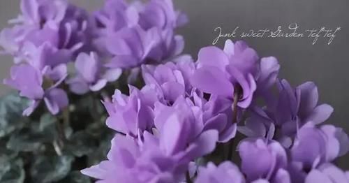  「挤满」花期超长的小兔子花，皮实好养，花朵挤满盆，开花一茬接一茬。