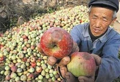  不能吃：今年村里又有人来收落果，这些果子又不能吃，为啥年年