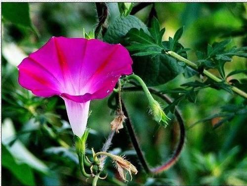 「回忆」3种草花最泼辣,农家院里年年开花,美好的童年回忆全是它