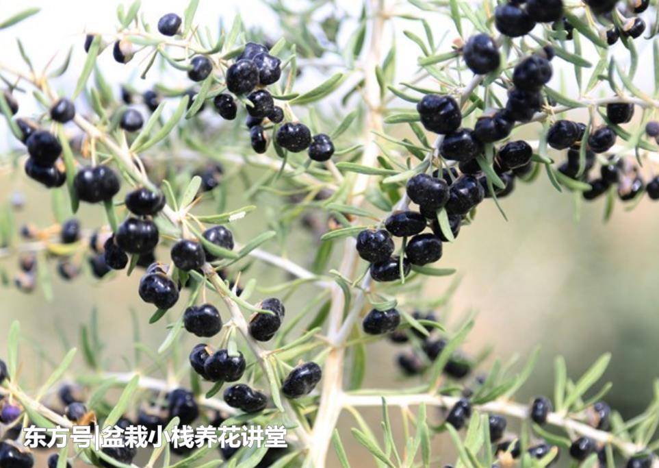 癌细胞“惧怕”的1种植物，农民靠它致富，收购价一斤300多元