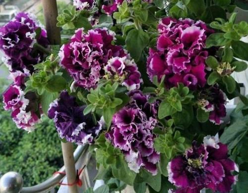  #重瓣牵牛花#庭院选这几款花，花姿妖娆，盛开时繁花似锦，花色美轮美奂