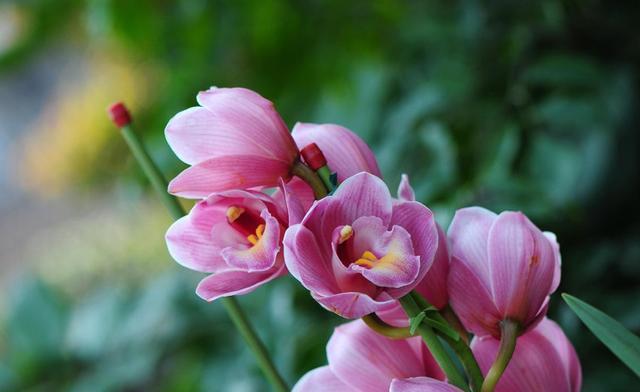  养花：喜欢养花，就养此3种小花，开花爆盆花量大，好养易活颜色鲜艳