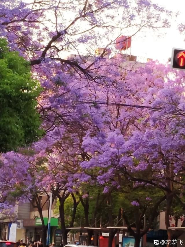 开出漂亮■阳春三月,出门踏青,原来有这么多漂亮花!