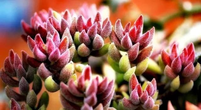 『含有毒素』几种有毒的多肉植物,你家可能就有一盆,养护需小心