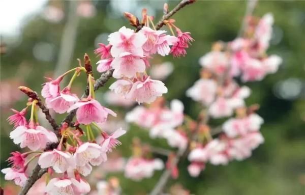 最美樱花季即将到来！沪上赏樱攻略在此