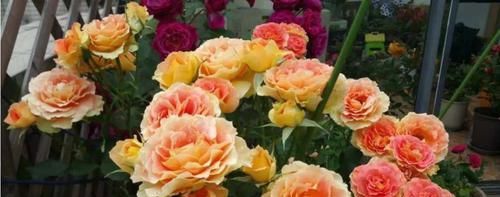  铜管乐队：这种花，枝条沾水土就生根，香味像玫瑰，花期长达300天以上！