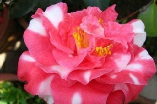  【阳台】家养这些植物，阳台开出花海，如梦如幻，寓意吉祥，漂亮好养