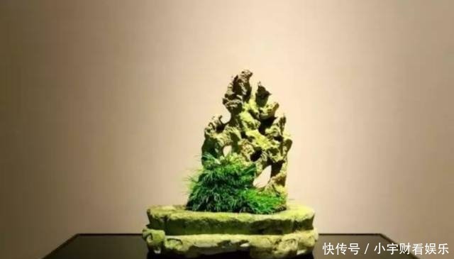 『养眼』菖蒲:此为寿品,玩者珍惜!太养眼!