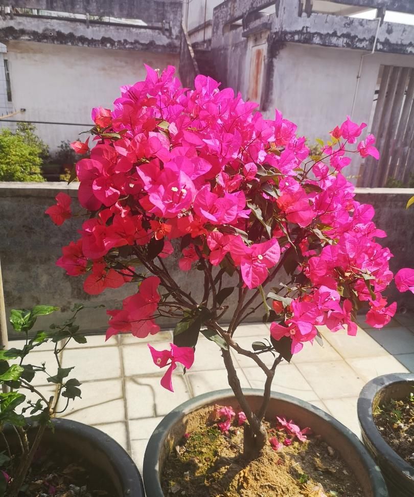  『三角梅』5月开始，3种花要“狠狠晒”，越晒开花越旺，否则开花难、病害多