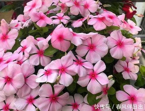  [长春花]此花一年四季都开花，不怕晒不怕热，值得养一盆