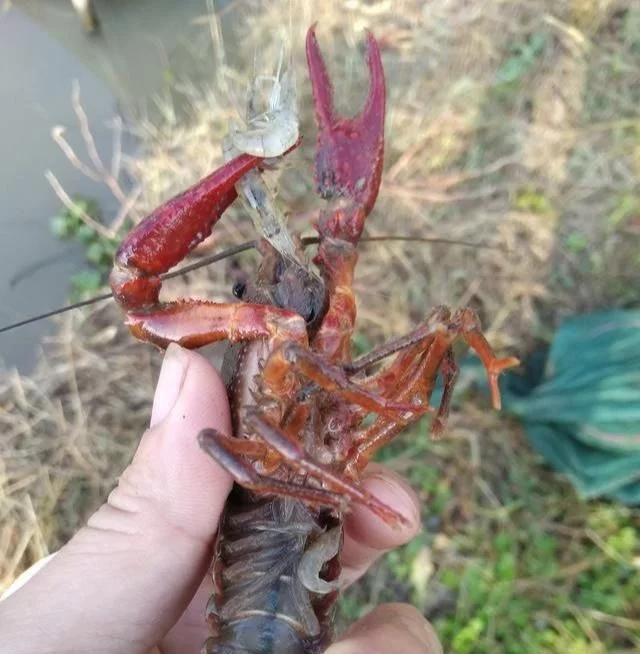 推广西南预应力产品生产和销售的主要厂家:规格齐全,四川预应力锚具,耐腐蚀,寿命长,便于安装.
