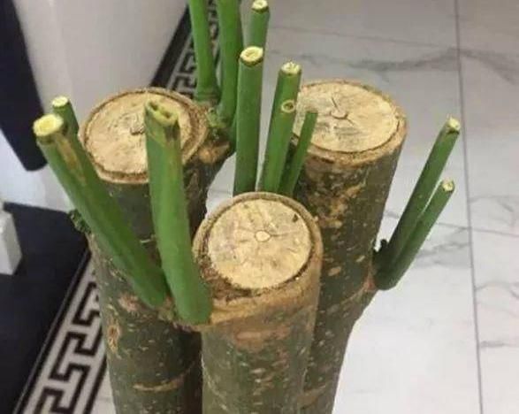  『不停』路边捡的小木桩，咔咔剪光头，30天长小嫩叶，绿叶呼呼长不停